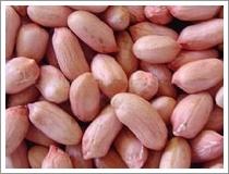 Quality Peanut Kernels (H. P. S.) wholesale