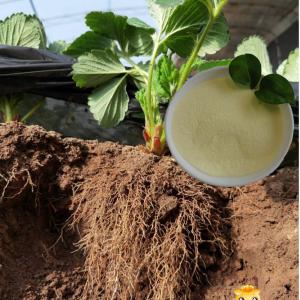 Quality Plant Growth Enhancer Biostimulant Amino Acid Powder Fertilizer Nitrogen 14 wholesale