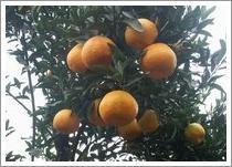 Quality Mandarin Orange (Lugan) wholesale