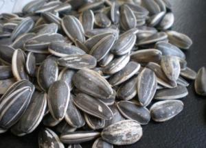 Quality American Sunflower Seeds 909 wholesale