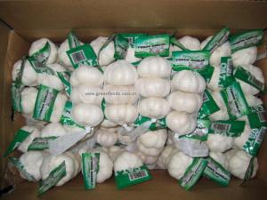 Quality White Garlic wholesale