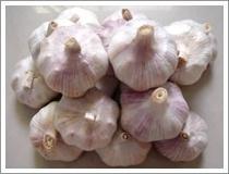 Quality Normal White Garlic (JNFT-004) wholesale