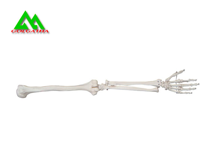 Quality Arm And Leg Bone Medical Teaching Models Water Resistant Lightweight wholesale