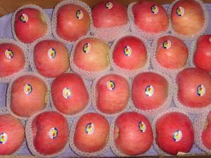 Quality Fresh Apple wholesale