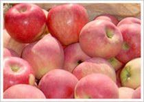 Quality Red Star Apple (JNFT-031) wholesale