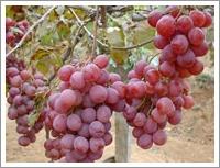 Quality Red Globe Grape (JNFT-030) wholesale