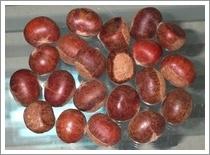 Quality Chestnut (JNFT-067) wholesale