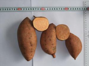 Quality Fresh Sweet Potato wholesale