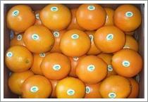 Quality Navel Orange (JNFT-024) wholesale