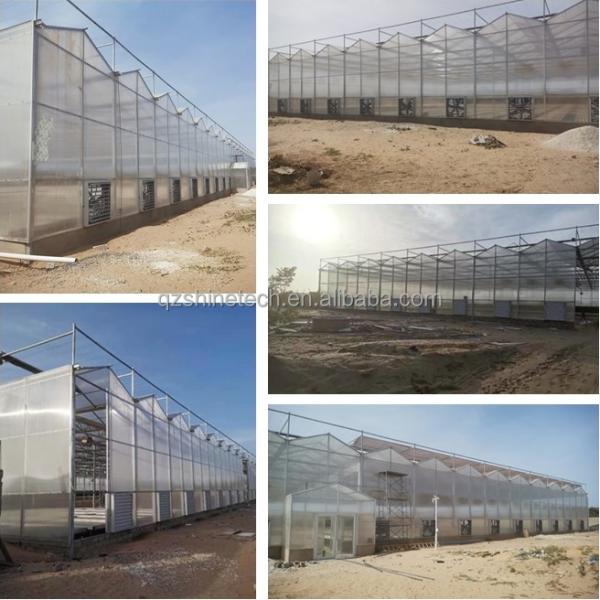 PC Plastic Polycarbonate Sheet Multi Span Hydroponic Greenhouse