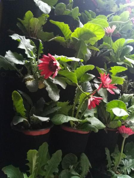 Vertical Garden PE Fabric Reusable Hanging Flower Baskets For Vegetable / Flowers