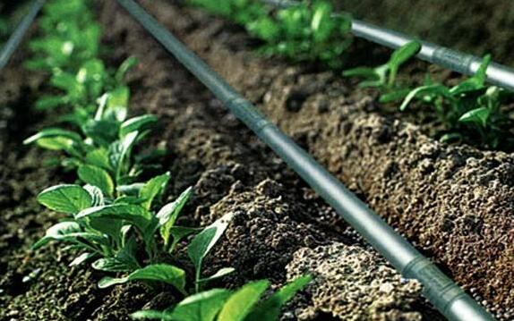 Hot Sale Smart Galvanized Steel Venlo Greenhouse For Agriculture