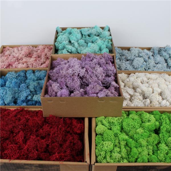 Wedding Preserved Natural Moss , Preserved Moss Wall Decoration