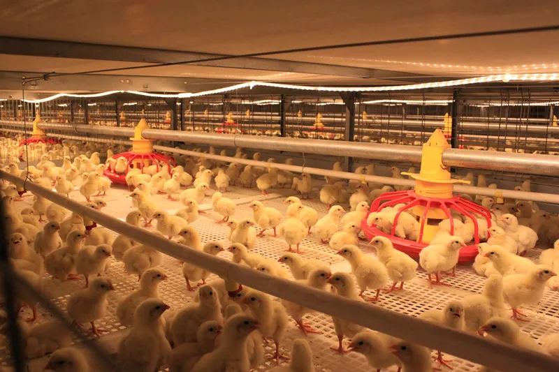 Insulation Panel Prefab Steel Structure Metal Breeding Poultry Chicken House