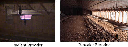Basic Introduction to Broiler Housing Environmental Control