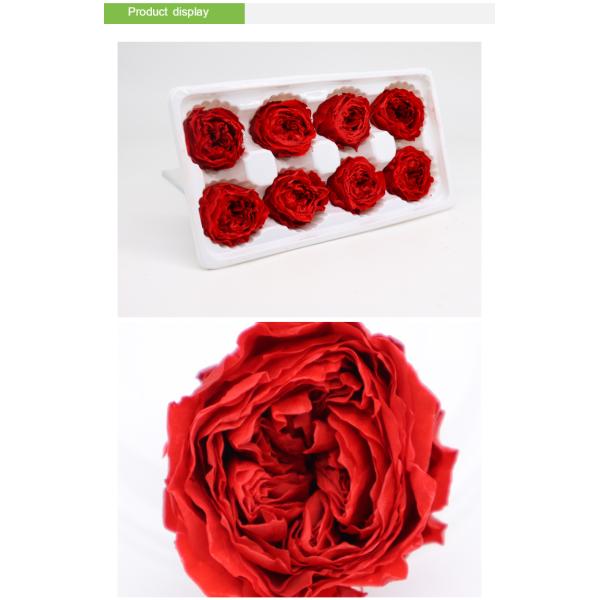 Long Lasting Preserved Rose Dome , 4-5cm Luxury Preserved Roses In Austin