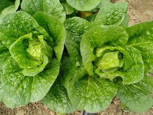 Quality Non Polluting Fresh Green Cabbage For Large Supermarkets / Farmer'S Markets wholesale