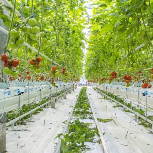 Venlo Glass Greenhouse for Tomato Cultivation