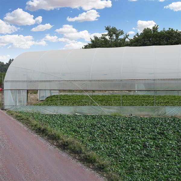 Steel Frame Tunnel Plastic Greenhouse / PE Film Plastic Tomato Greenhouse