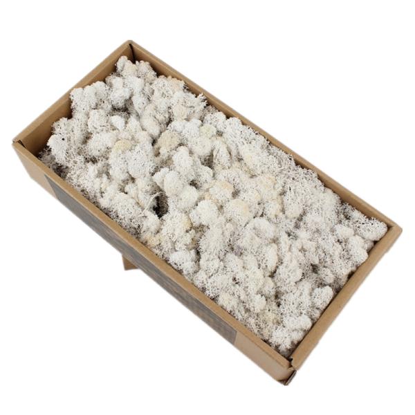 Wedding Preserved Natural Moss , Preserved Moss Wall Decoration