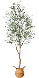 7 Feet Olive Tree