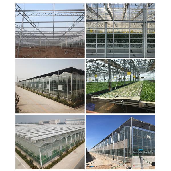 Glass for Outdoors Greenhouses Large Size and Hydroponic Nursery Sponge Advantage