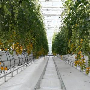 Galvanized Steel Venlo Greenhouse Commercial Polycarbonate Greenhouse With