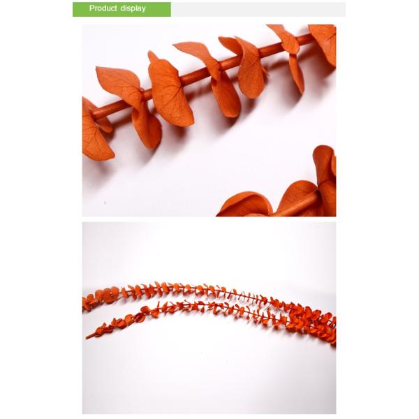 OEM Service Preserved Foliage Leaves Durable For Home Wall Decoration