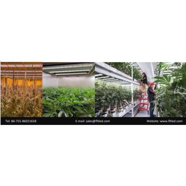 Full Spectrum Greenhouse Grow Lamp Horticulture Hydroponic Light For Indoor Plant