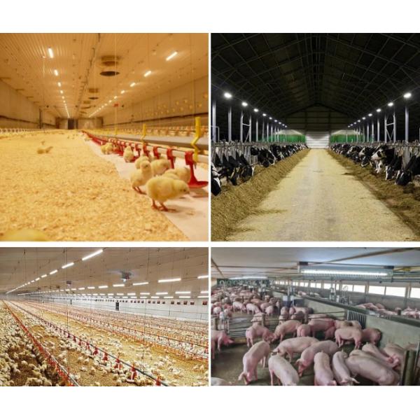 Boost Your Poultry Lights with Triac Dimmable 23W, 120CM, IP65 IP67 Waterproof Epistar 2835 Chip