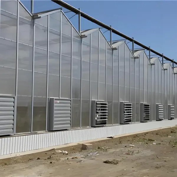 Fully Automatic Dutch Venlo Greenhouse Double layered with Evaporative Cooling
