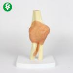 China Life Size Life Size Medical Skeleton / Functional Plastic Elbow Joint Model 0.5 Kg for sale