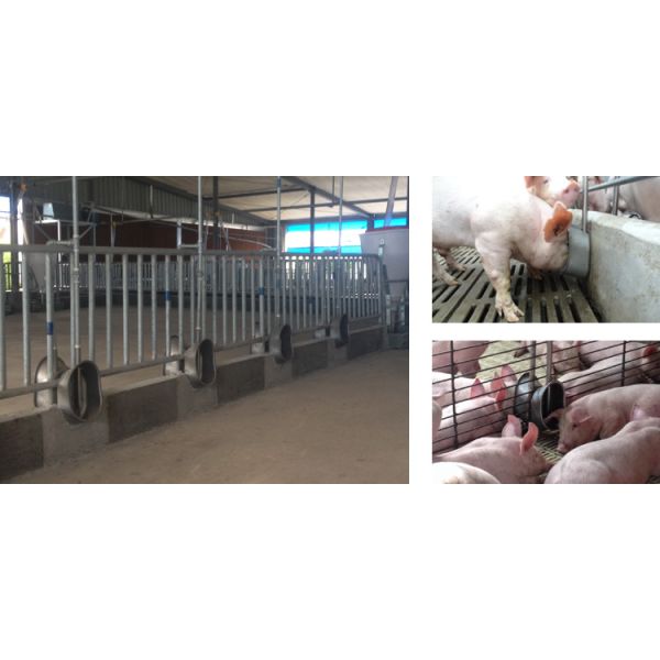 SS304 Oval Shaped Hog Water Bowl Automatic Drinker For Pigs