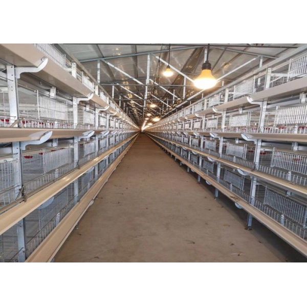 High Efficiency Automatic Chicken Waterer System / Broiler Automatic Drinker