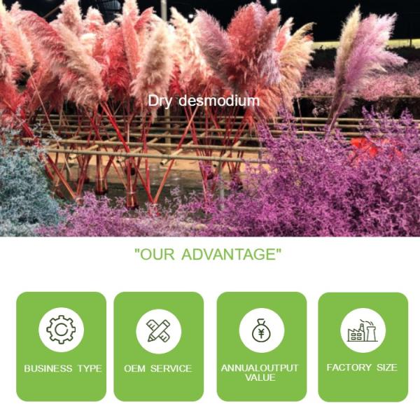 Beautiful Preserving Eucalyptus Foliage Dry Desmodium For Craft