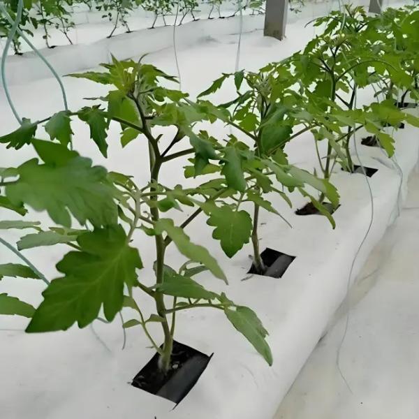 Sturdy Venlo Glass Greenhouse for Watermelon Cultivation