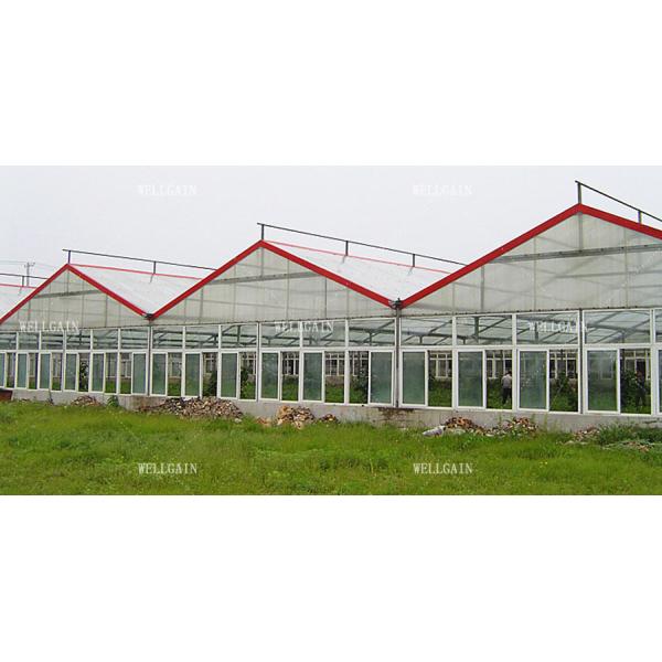 Multi-Span Polycarbonate Greenhouse With Durable Easy Maintenance