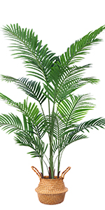 Areca Palm-1.6