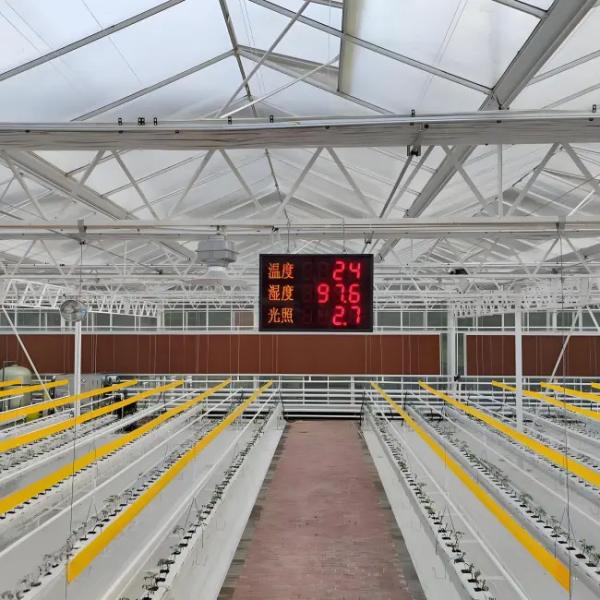 Fully Automatic Dutch Venlo Greenhouse Double layered with Evaporative Cooling