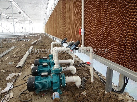 Green Agricultural Glass Greenhouse with 5mm Covering Span Width 9.6m 10.8m 12m