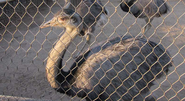 High Strength Bird Wire Netting Zoo Animal Rope Mesh Not Easily Corrode