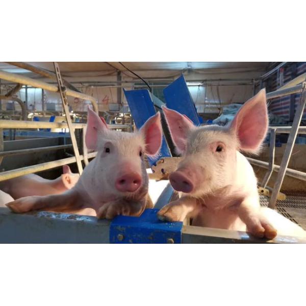 1000Cows Livestock Farming Equipment Farm Machinery Galvanized