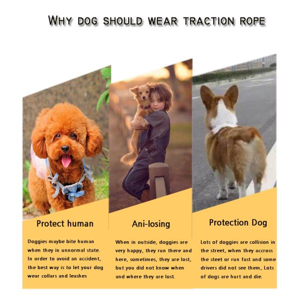 Custom Printed Logo Dog Collar Leash Set 4 Size Luxury Padded Decorative Velvet