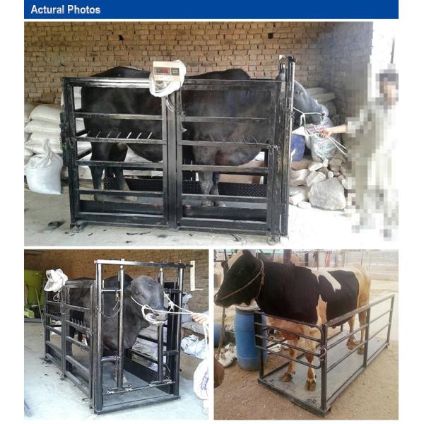 1.2*1.5m 500kg 1000kg 1500kg Balance Livestock Scale Cattle Weighing Scale High Quality Good Price Low Cost Animal Weight Scale