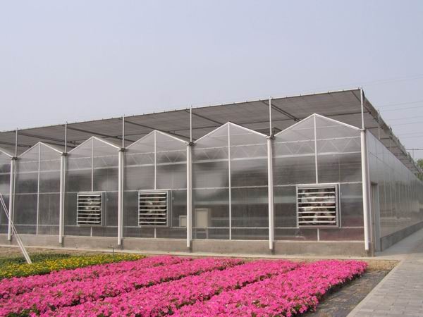 Vegetable Fruits Flowers Tomatoes Hot Galvanizing Aluminum Steel Structure Greenhouse