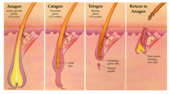 Hair Removal Laser Beauty Machine 12 * 24mm Spot Size With Ce Tuv Approval