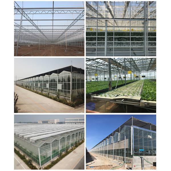 Flower Vegetable Growing High Venlo Tempered Glass Greenhouse with Hydroponic System
