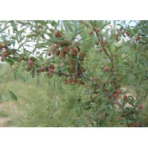 Amygdalus pedunculatus pall Oil with 96~98% unsaturated fatty acid