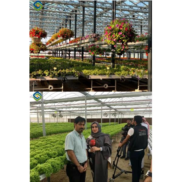 Agriculture Polycarbonate Greenhouse for Grape Planting