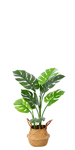 Monstera Deliciosa-0.8m